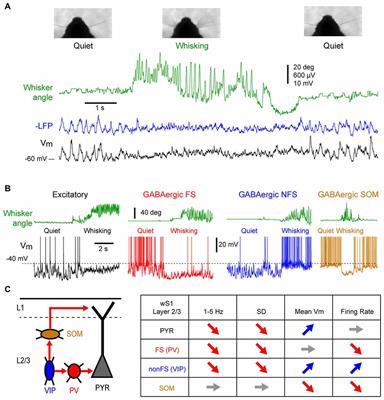 The Cortical States of Wakefulness